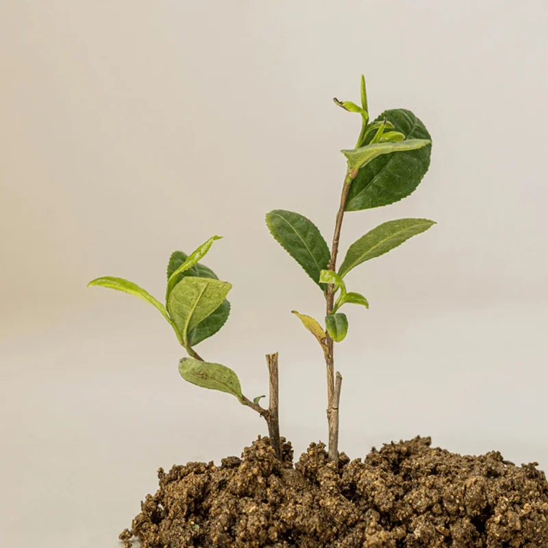 Beauty of Joseon Calming Serum  Green tea+Panthenol 30ml - Image 6